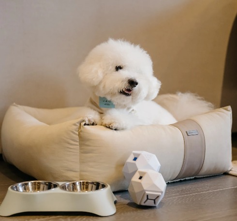 Pet on a pet bed in Dao by Dorsett Bedroom.