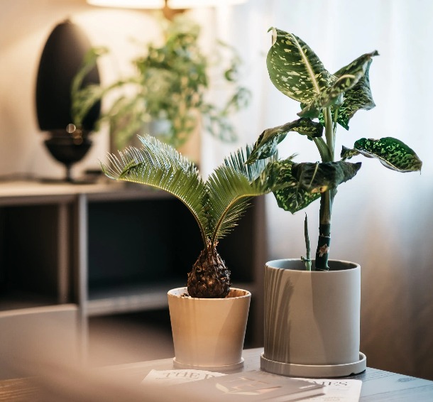 Two plants in a pot on a table at Dao by Dorsett AMTD Singapore Hotel.