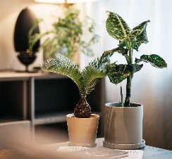 Two plants in a pot on a table at Dao by Dorsett AMTD Singapore Hotel.