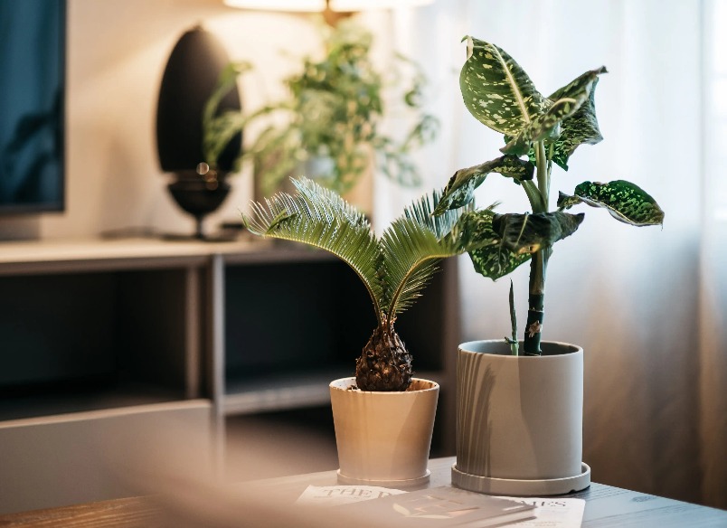 Two plants in a pot on a table at Dao by Dorsett AMTD Singapore Hotel.