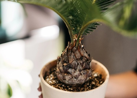 Sago Palm plant in white pot.