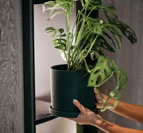 Person keeping a plant in the Dao by Dorsett plant library.