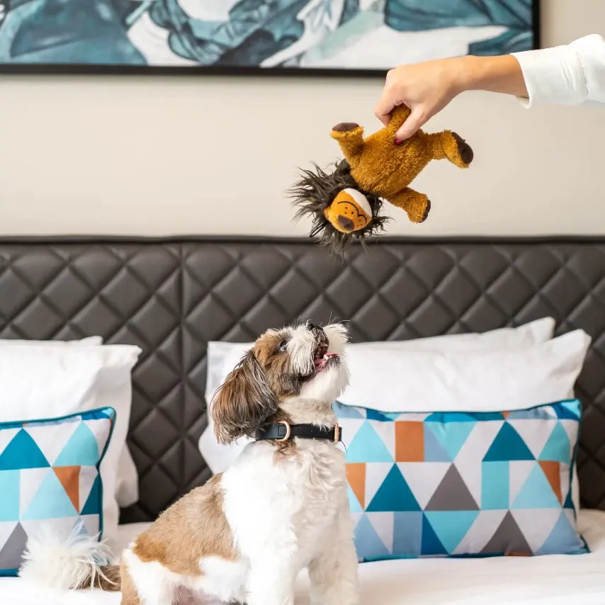 Puppy playing with a soft toy in Dao by Dorsett Hotel bedroom.