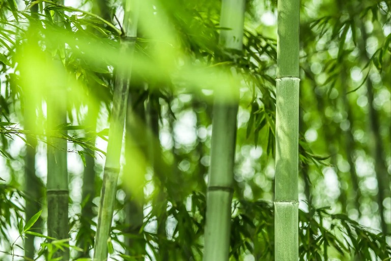 Green bamboo trees.