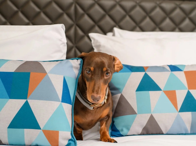 A dog on a bed in a Dao by Dorset North London bedroom.