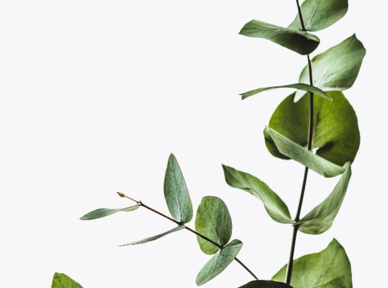 A plant in a white background.