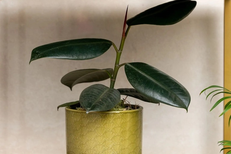 A plant in a white background representing Life by Magrot a wellness centre near Dao by Dorset North London