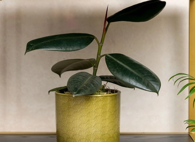 A plant in a white background representing Life by Magrot a wellness centre near Dao by Dorset North London