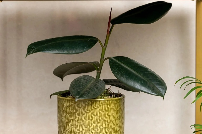 A plant in a green plant pot on a rack.