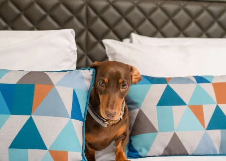 A dog on a bed in a Dao by Dorset North London bedroom.