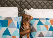 A dog on a bed in a Dao by Dorset North London bedroom.