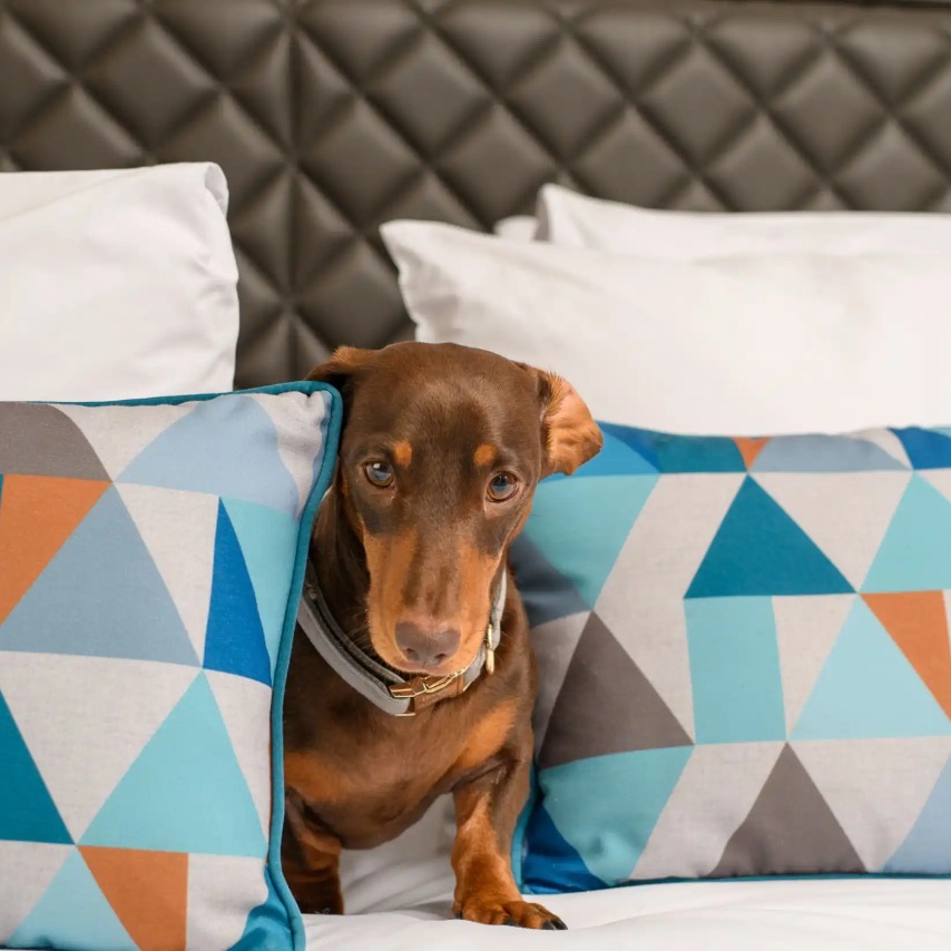 A dog on a bed in a Dao by Dorset North London bedroom.