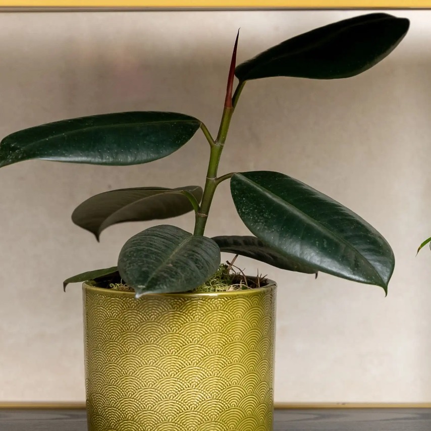 A plant in a white background representing Life by Magrot a wellness centre near Dao by Dorset North London