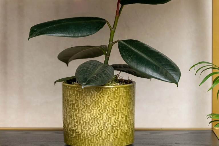 A plant in a green plant pot on rack