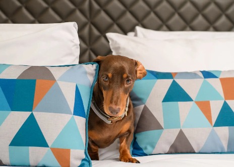 A dog on a bed in a Dao by Dorset North London bedroom.