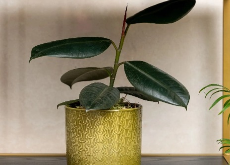 A plant in a green plant pot on a rack.