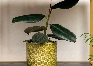 A plant in a green plant pot on a rack.