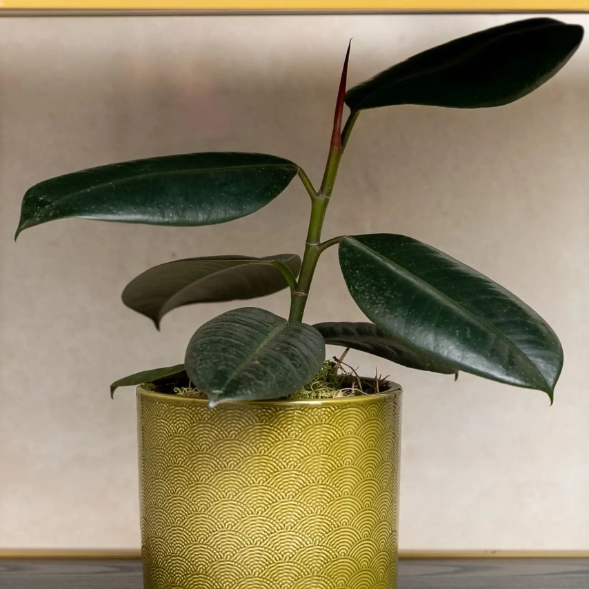 A plant in a green plant pot on a rack.